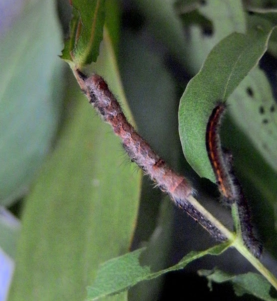 Gum Snout Moth Caterpillar Project Noah