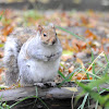 Western Gray Squirrel