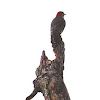 Red-bellied Woodpecker (female)
