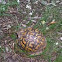 Eastern Box Turtle