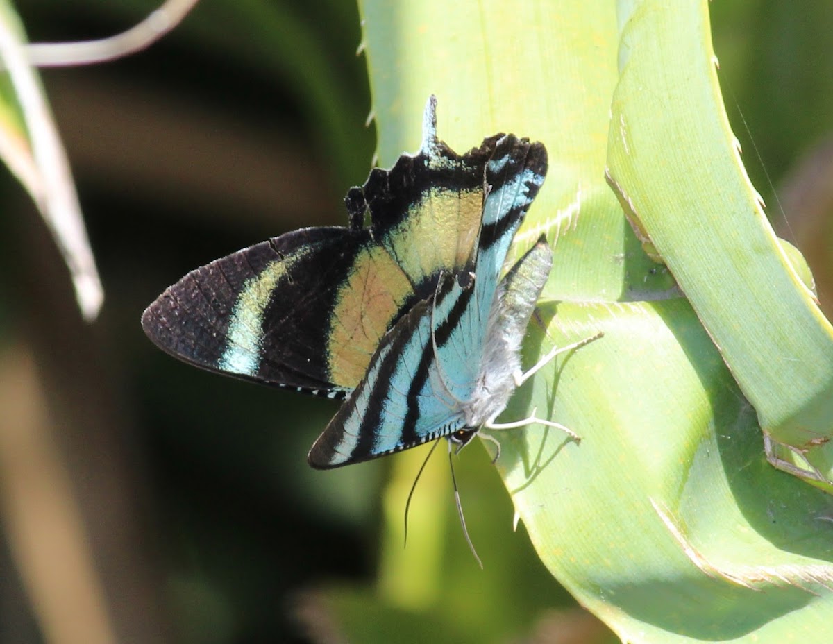 North Queensland Day Moth or Zodiac Moth