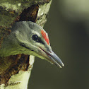 Grey-headed Woodpecker (Picus canus)