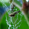 Venomless Spider
