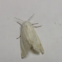 Moth