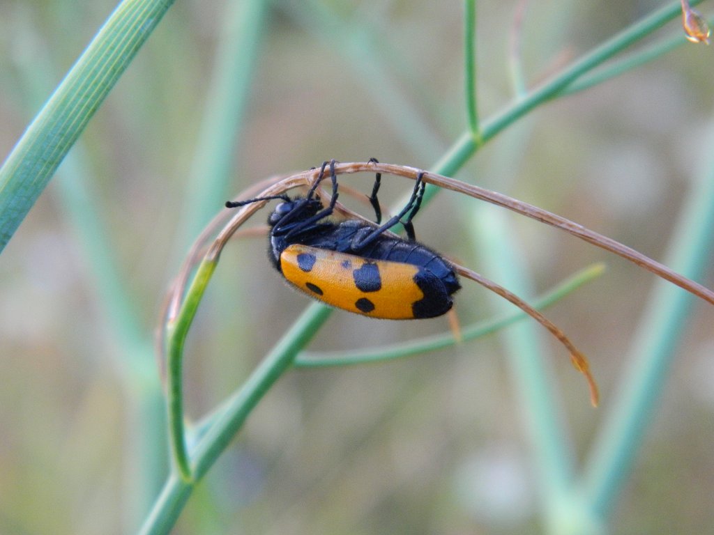 Four-spotted blister beetle (Τετράστικτη Μυλάμπρις)