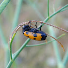 Four-spotted blister beetle (Τετράστικτη Μυλάμπρις)