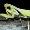 Giant Asian White-marked Mantis