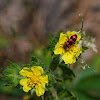 Bee Beetle, Echter Bienenkäfer