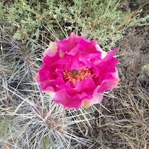 Edible and Medicinal Plants of Colorado