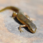 Red Spotted Newt