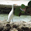 Cattle Egret            immature