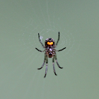 Orchard Spider (juvenile)