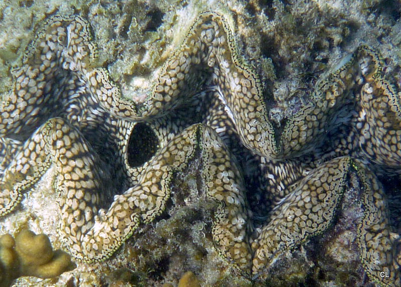 Giant Clam