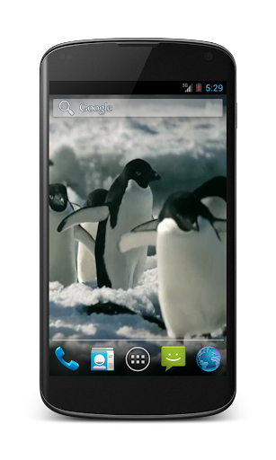 Penguins Free Video Wallpaper