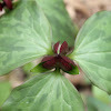 prairie trillium or bloody butcher