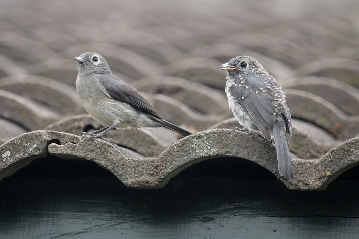 White-eyed Slaty Flycatcher