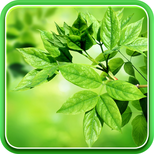 Leaves Live Wallpaper LOGO-APP點子