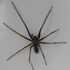 Giant House Spider