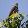 Pacific Baza or Crested Hawk