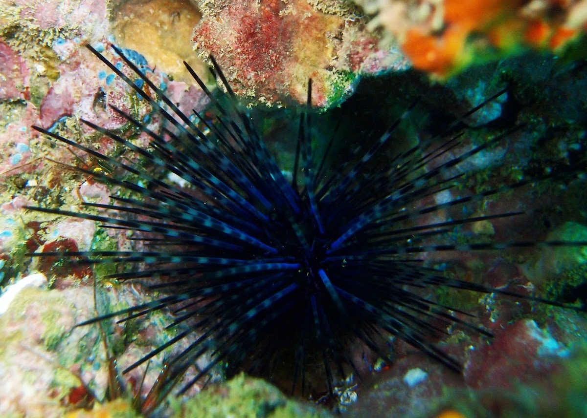 Diadema urchin