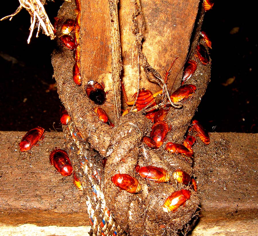 Cave Cockroaches