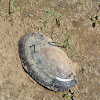Freshwater Mussel Shell