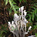 Indian pipe