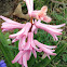 Garden hyacinth cultivar