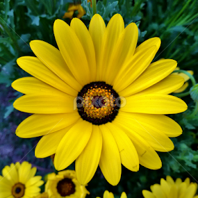 Sonflower by Manab Das - Flowers Flower Gardens