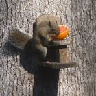 Eastern Gray Squirrel