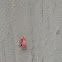 little red spider or something
