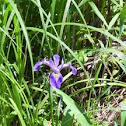 IRIS VERSICOLOR