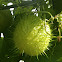 Wild Cucumber (Manroot)