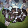 Common wolf snake