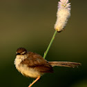 Blyth's reed warbler