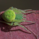 Green orb spider