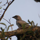 Black-faced Cuckoo-shrike (juvenile)