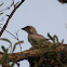 Black-faced Cuckoo-shrike (juvenile)