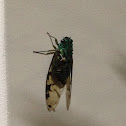 Japanese Cicada