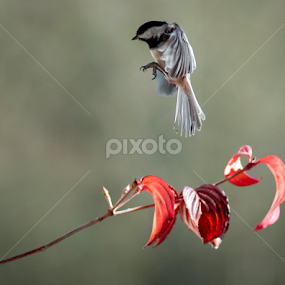 by Larry Rogers - Animals Birds