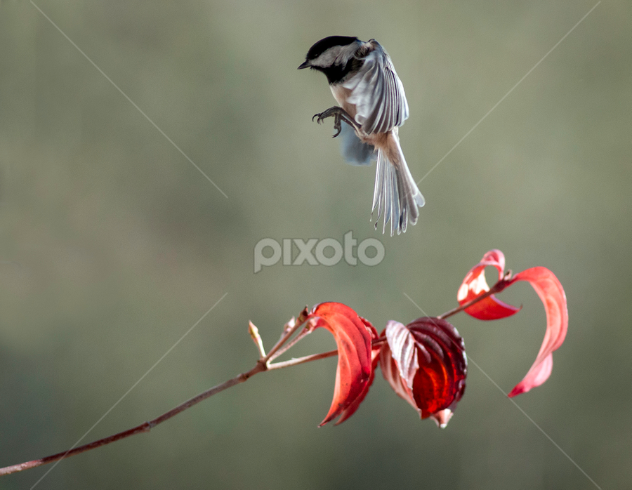 by Larry Rogers - Animals Birds