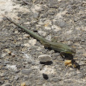 Maltese Wall Lizard