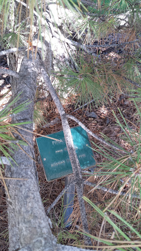 Bosnian Dwarf Pine Sign