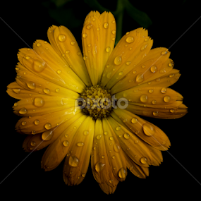 by Alberto Molinari - Flowers Single Flower