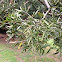 Oteniqua Yellowwood