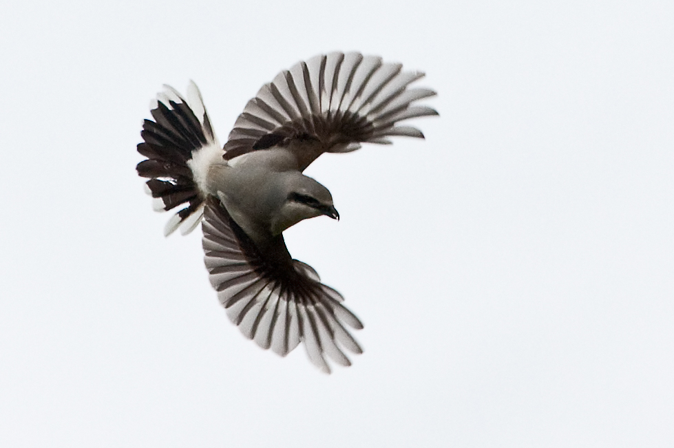 Northern Shrike