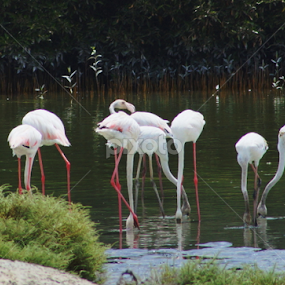 Flamingo  by Ahmad Alshiekh - Animals Birds