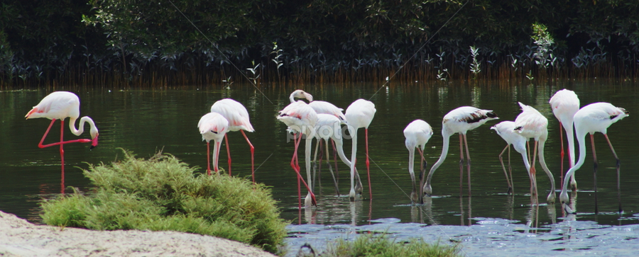Flamingo  by Ahmad Alshiekh - Animals Birds