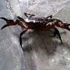 Fresh water crab