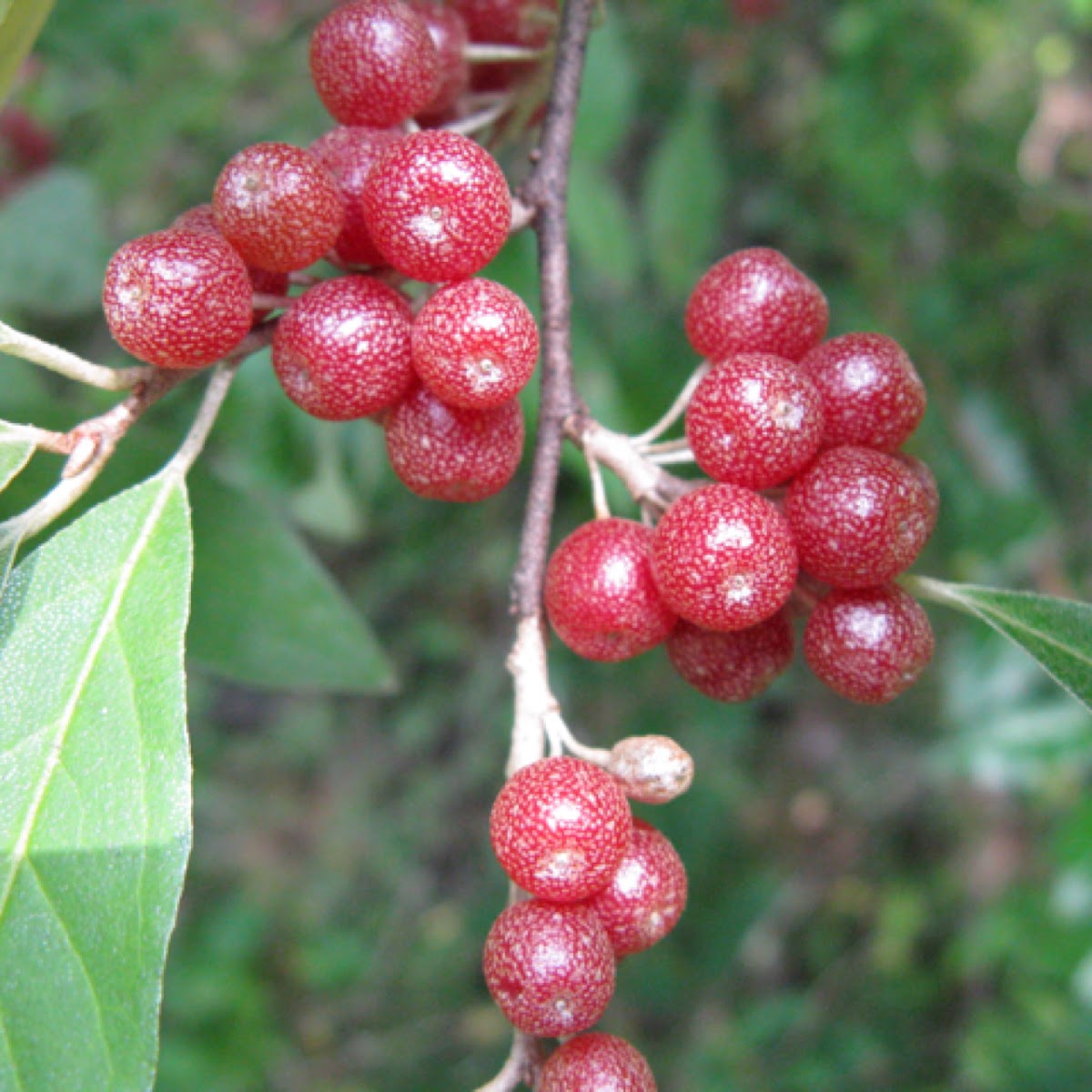 Autumn Olive Berry